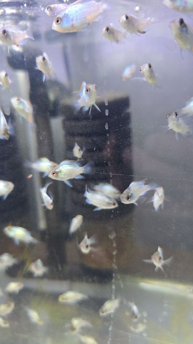 Młode akary Blue Electric od 2-3cm