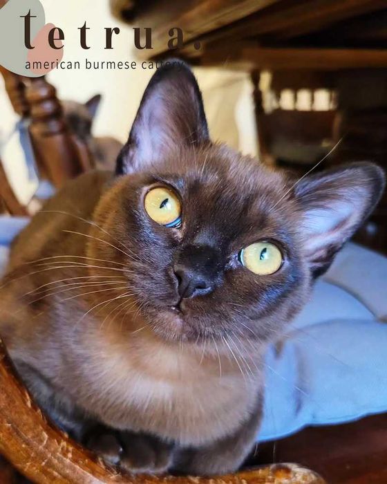 Мускулистое, с крепким костяком тело американских бурм!