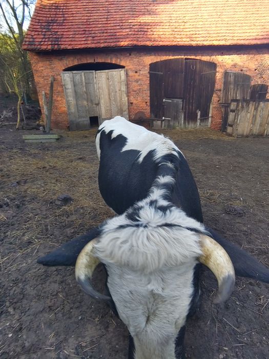 Krowa białogrzbieta, białogrzbiet