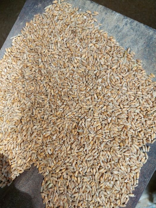 Pszenżyto ozime TRIBUTO