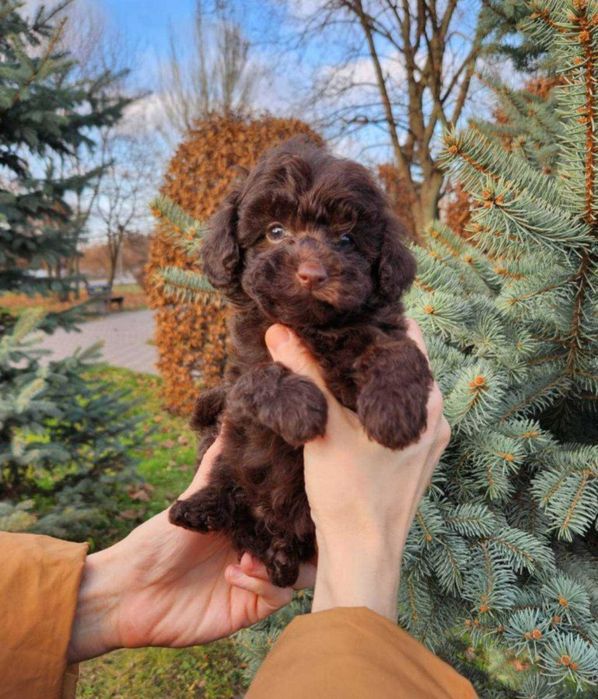 Чарівний шоко тойчик хлопчик зі столиці