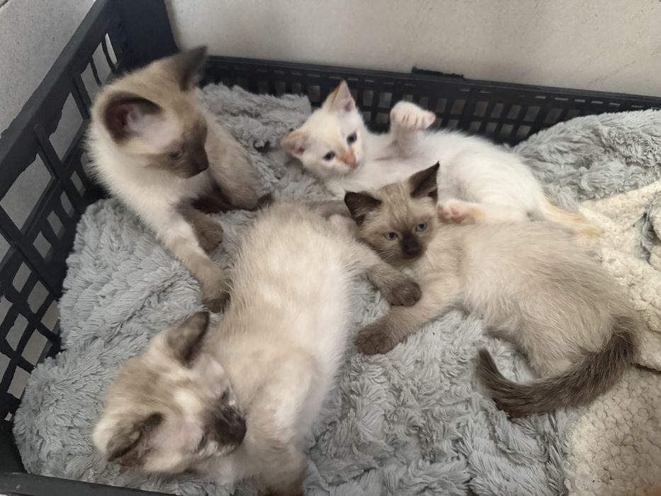 Gatinhos para adotar