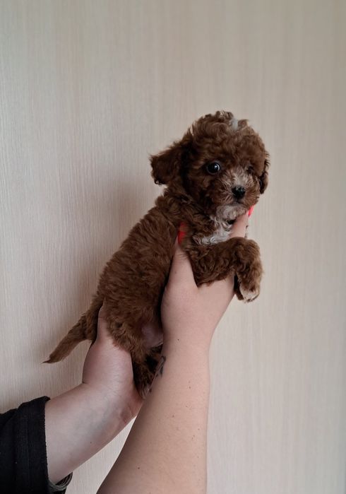 Шикарный мальчик Мальтипу Ред браун