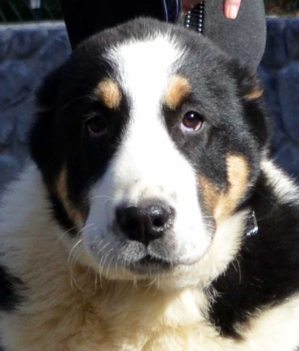 Лучший кобель в помете