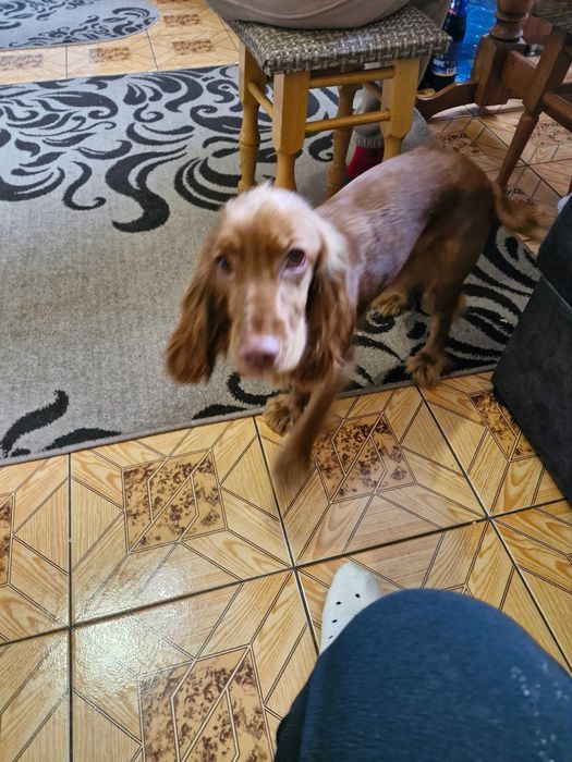 Продаю собаку породи англійський кокер спаніель. Вік 10 місяців.