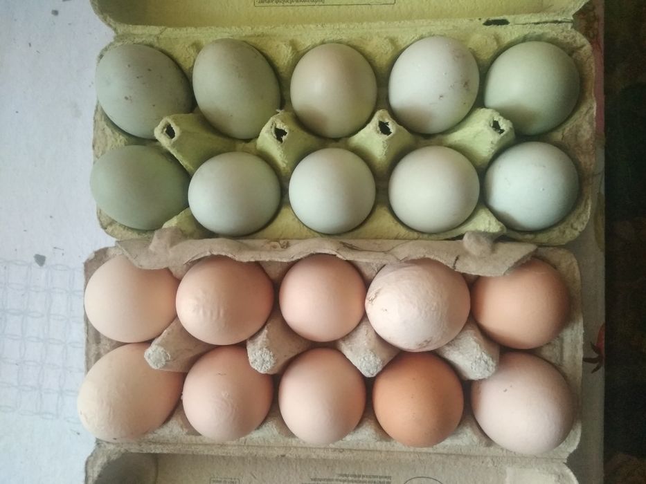 Świerże żółte masło i Jajka szaro-zielone od babci eko