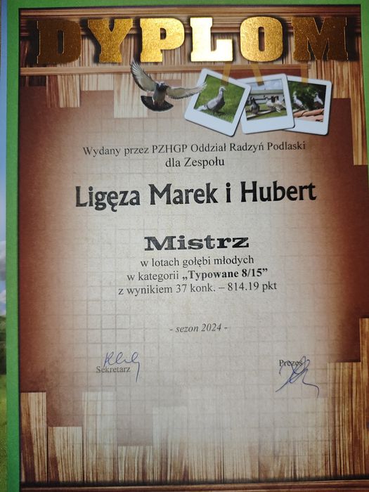 Młode gołębie pocztowe – 2026