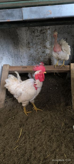 Ovos galados Branca portuguesa e Pedrez