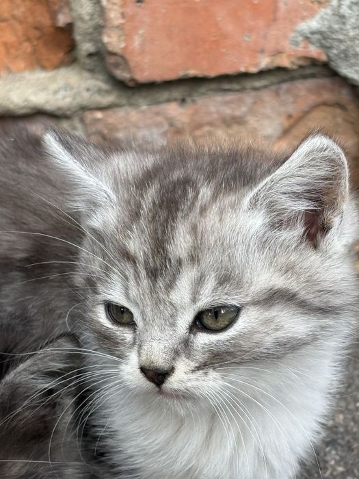 Віддамо котят у добрі руки