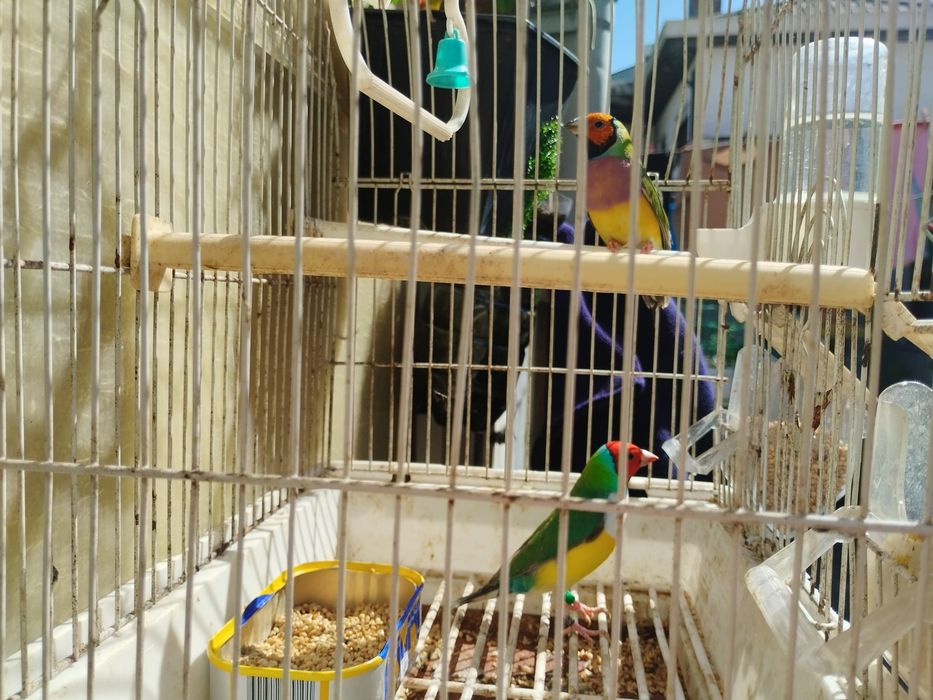 Diamantes Gold + Bengalins não sexados