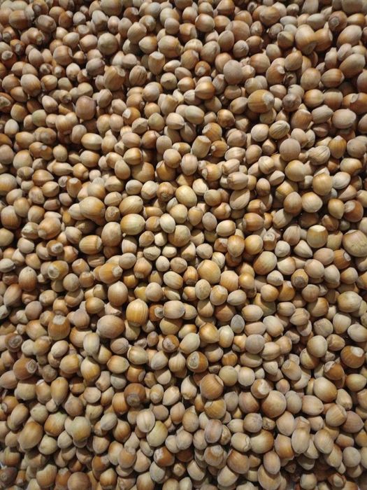 В наявності лісова ліщина