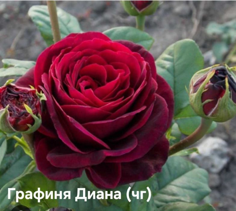 Троянди та клематиси