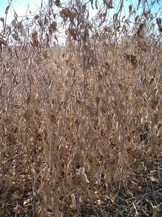 Семена канадской сои OLDHAM, WINONA. Первая репродукция.