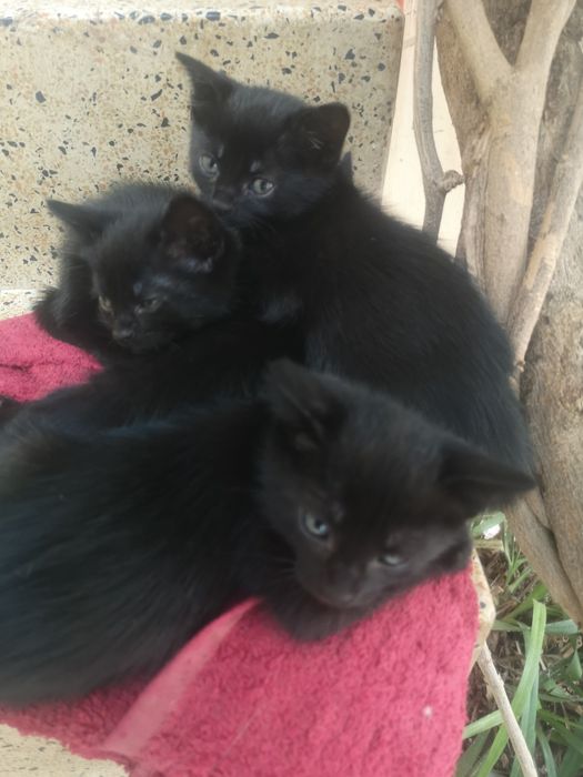 Gatinhos bébés doação