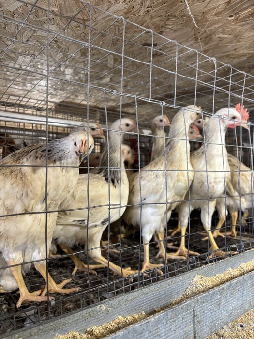 Продам курочки Домінант 3 місяців