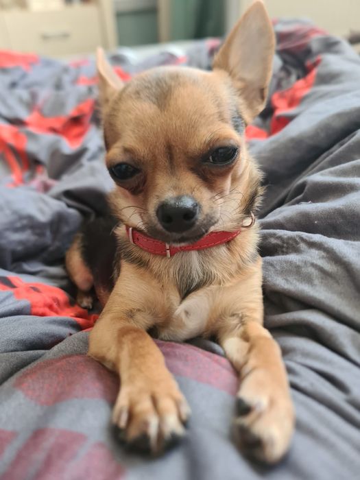 Reproduktor czystej rasy chihuahua