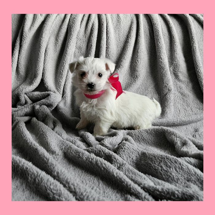 Sunia maltańczyk szczeniaczek