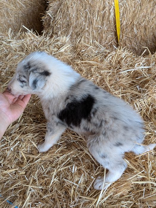 Border Collie Merle Macho