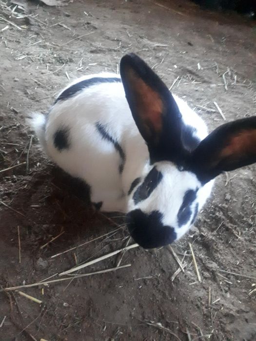 Sprzedam samca srokacz niemiecki