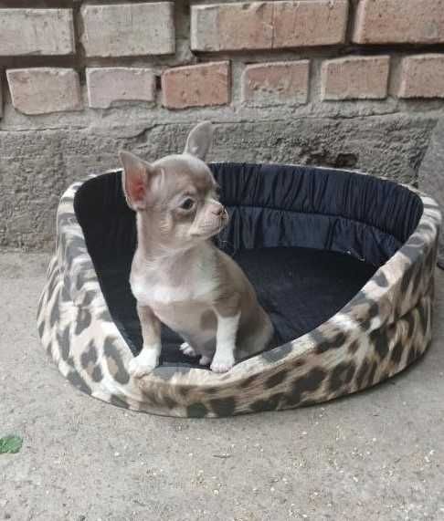 Чихуахуа хлопчик - Ліловий.
