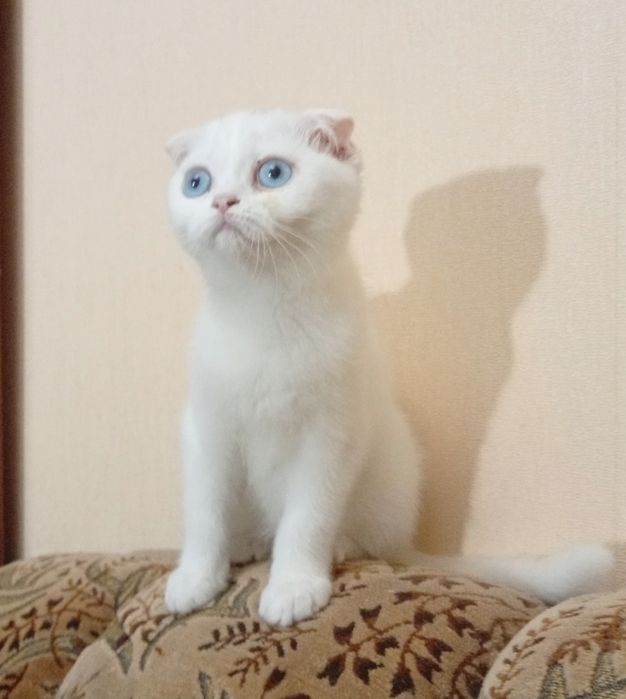 Хлопчики шотландські .