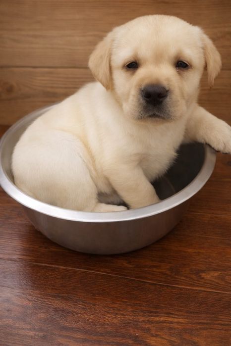 Цуценята лабрадора