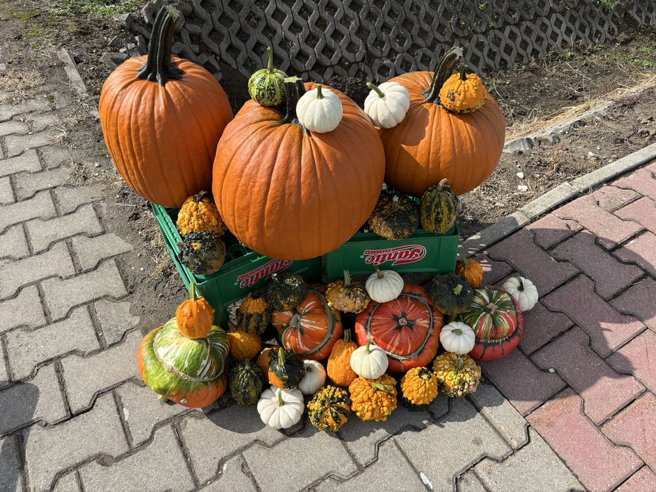 Dynia hallowen(ozdobna hokkaido)
