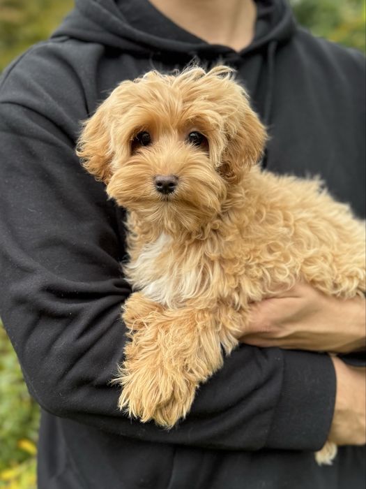 Хлопчик мальтіпу, ВСІ ЩЕПЛЕННЯ. Мальчик мальтипу, щенок. Цуценя
