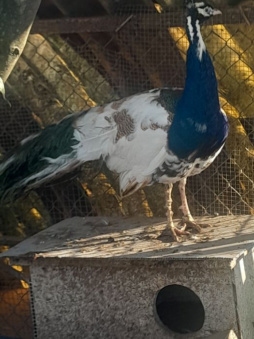 Pavões arlequim maicho adulto ,femias adulta