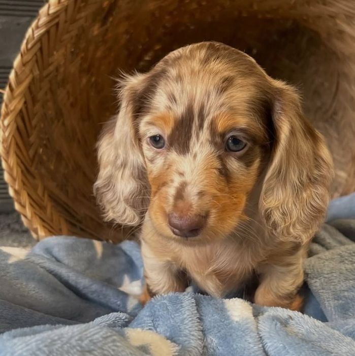 Є дівчатка і хлопчики шоколадний мрамор від різних батьків.