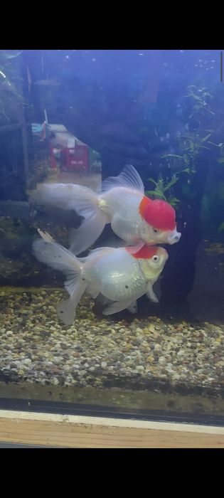 Orandas Adultos Capucho