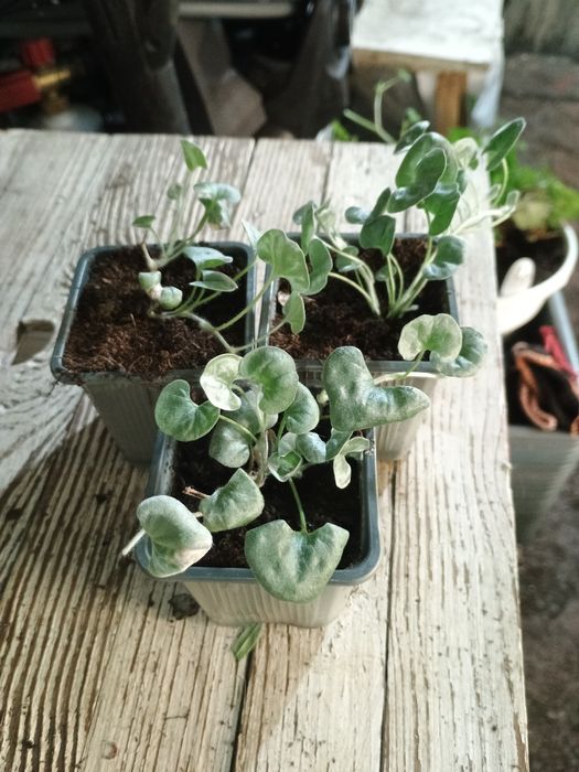 Діхондра Срібний водопад