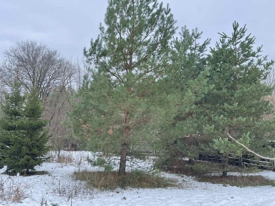 Помешкання під лісом в селі Піски. 70км від міста Київ.