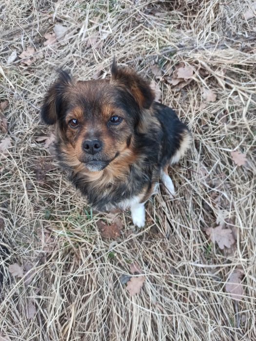 Візьміть дівчинку Метис Пекінеса /Тибетський Спанієль