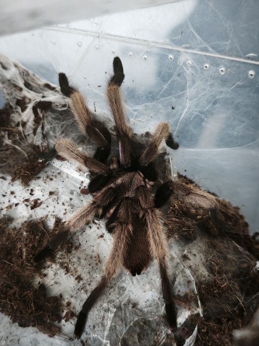 Chilobrachys natanicharum dorosły samiec
