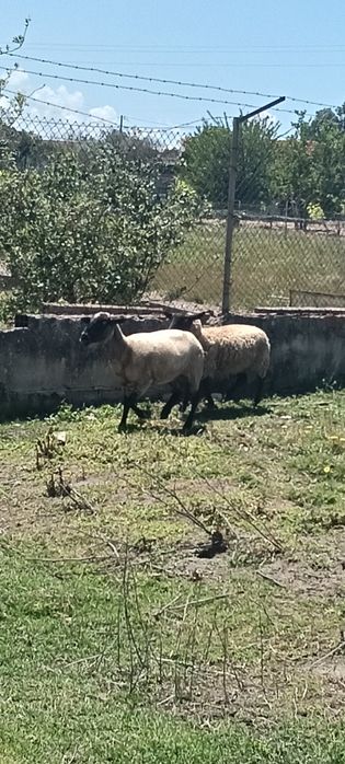 Ovelhas fêmeas boas