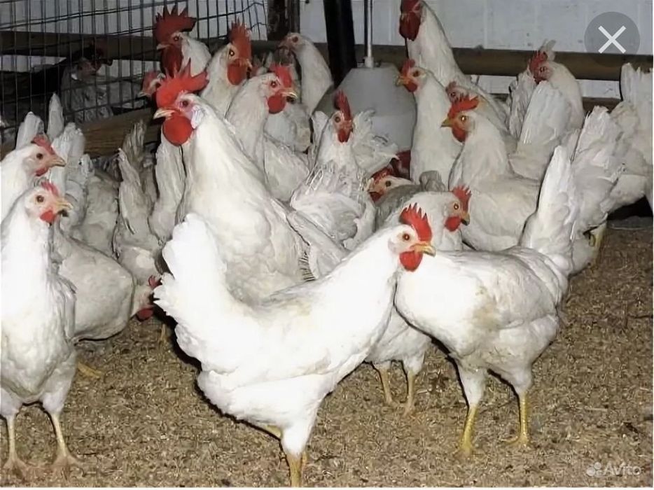 Кури несучки Ломан Сенді