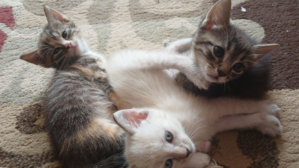 Віддам котят в добрі руки