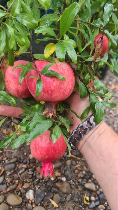 продам саженці граната двох річні в контейнері є вайбер