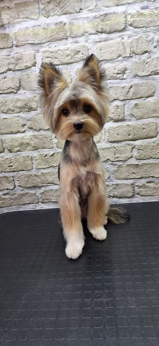 Грумінг.Київ Дарницький,Дніпровський| Груминг Киев:Стрижка,