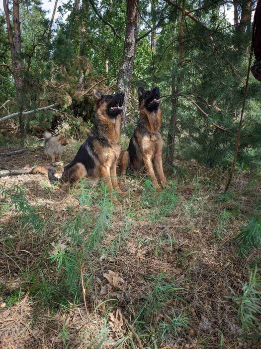 Німецька вівчарка puppies