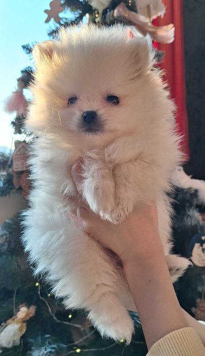 Супер пушистики Померанчики