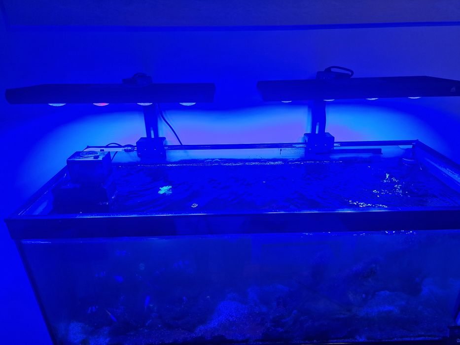 Aquario de agua salgada