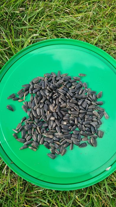 Ziarno słonecznika 15kg