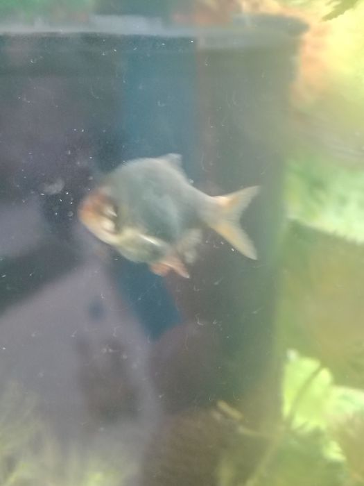 Brzanki Mszyste Ładnie ubarwione