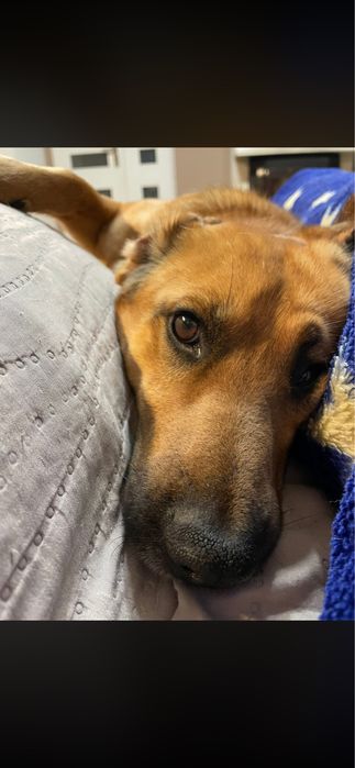 Młody psiak do adopcji!