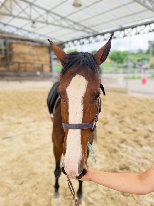 Cavalo PSL 3 anos