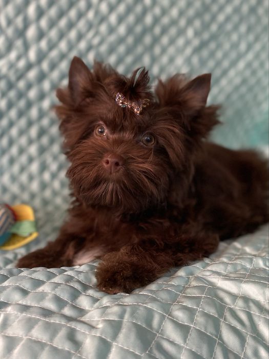 Йорк шоколадний хлопчик