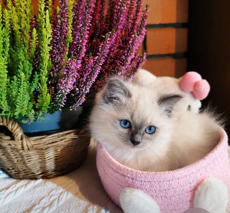 Kotek Ragdoll Polska Federacja Felinologiczna Felis Posnania