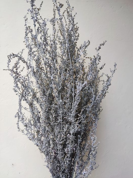 Duża wiązka piołunu z kwiatem